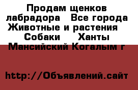 Продам щенков лабрадора - Все города Животные и растения » Собаки   . Ханты-Мансийский,Когалым г.